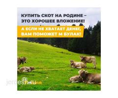 +79060213736 ушул  номерге  байланышыныздар!!КОМНАТА  БЕРИЛЕТ!!