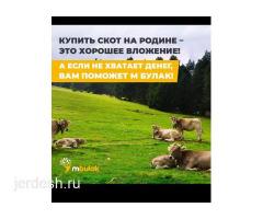 +79153474306 ушул номерге байланышыныздар!! Мол Булак!!