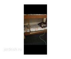 Койка место берилет 1 балага ватсап байланыш только